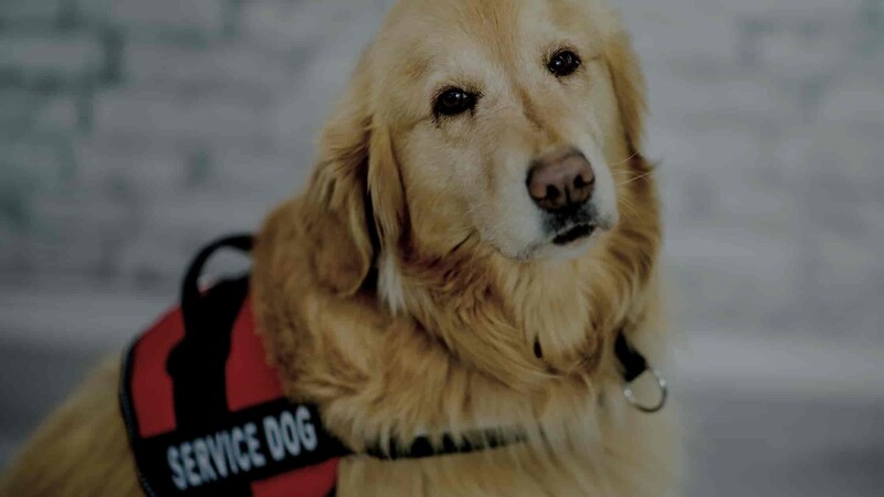 Employer Obligation to Accommodate Service and Emotional Support Animals